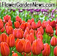 Tulipa 'Pink Impression', Tulpe 'Pink Impression', Darwin Hybride Tulpe 'Pink Impression', Darwin Hybride Tulpen, Frühlingszwiebeln, Frühlingsblumen, Pink Tulip,