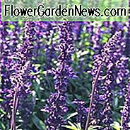 Salvia Farinacea Evolution Informationen, Evolution Mealycup Salbei Informationen, Mealy Becher Salbei Evolution Informationen, Salvia Farinacea Evolution, Salvia Evolution