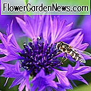 Centaurea Cyanus, Cornflower, Witches Bells, Ragged Robin, Happy Skies, Haw Dods, Hurtsickle, Fransk Pink, Børster, Bunk, Blue Topper, Bluets, Blawort, Ragged Sailor, Cornbottle, Corn Centaury, Break-Your-Spectacles, Blue Bow, Blue Poppy, Blue Bonnets, Blu