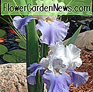 Iris 'Trapp til Himmelen', Tall Bearded Iris Trapp til Himmelen ', Iris Germanica Trapp til Himmelen, Bicolor iriser, Award Irises, Blue Irises