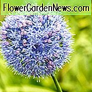 Allium Caeruleum, Allium Azureum, Allium Caeruleum Azureum, Allium Coerulescens, Azurblomstret Hvitløk, Blåblomstret Hvitløk, Blomstrende Løk, Ornamental Løk, Vårløk, Vårblomster