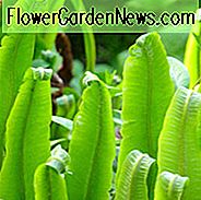 Asplenium Scolopendrium, Hirschzungenfarn, Gebranntes Unkraut, Knopfloch, Christhaar, Pferdezunge, Phyllitis scolopendrium, Schattenpflanzen, mehrjährige schattenspendende Pflanze, Schattenspender, Pflanzen für feuchte Erde