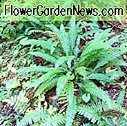Blechnum Spicant, Hartfarn, Fernfarn, Fischgrätenfarn, Nordfarn, Rostrücken, Schlangenfarn, Blechnum boreale, Blechnum heterophyllum, Schattenpflanzen, mehrjährige schattenspendende Pflanzen, Schattenspender, Pflanzen für feuchte Erde