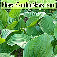 Hosta 'Royal Standard', Wegerichlilie 'Royal Standard', 'Royal Standard' Hosta, Hosta 'Wayside Perfection', Schatten Stauden, Pflanzen für Schatten