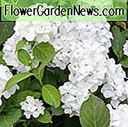 Hortensie Macrophylla 'Madame Emile Mouillere', Hortensie Madame Emile Mouillere, GroĂblĂ€ttrige Hortensie Madame Emile Mouillere, Mophead Hortensie Madame Emile Mouillere, weiĂe Hortensie