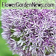 Allium 'Round and Purple', Zierzwiebel 'Round and Purple', Zierlauch 'Round and Purple', Spring Bulbs, Frühlingsblumen, Giant Onions, Purple flowers