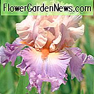 Iris 'Entdeckter Schatz', Hoher Schwertlilie 'Entdeckter Schatz', Iris Germanica 'Entdeckter Schatz', Duftende Schwertlilien, Duftende Schwertlilien, Mittlere Schwertlilien, Rosa Schwertlilien, Violette Schwertlilien, Schwertlilien, Zweifarbige Schwertlilien