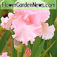 Iris 'June Krauss', Hohe Bartagame 'June Krauss', Iris Germanica 'June Krauss', Iris der Späten Saison, Pinke Schwertlilie, Schwertlilie