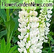 Lupinus 'Noble Maiden', Lupine 'Noble Maiden', Lupine 'Noble Maiden', Band der Noble Series, Russel Hybriden, Weiße Blumen, Cremeblumen
