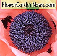 Papaver Orientale 'Prinzessin Victoria Louise', Orientalische Mohnblume 'Prinzessin Victoria Louise', Mohn 'Prinzessin Victoria Louise', Orientalische Mohnblume 'Prinzessin Victoria Louise', Mohnblume 'Prinzessin Victoria Louise', Orientalische Mohnblume 'Korallenriff', Mohnblume 'Korallenriff',