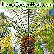 Dicksonia antarctica, Soft Tree Fern, Australian Tree Fern, Tasmanian Tree Fern, WoollyTree Fern, Droogtetolerante boom