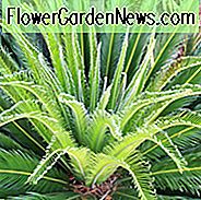Cycas revoluta, Cycad, Cycad, Japanese Sago Palm, Cycas miquelii, Cycas sexseminifera, Droogtetolerante boom