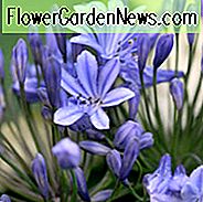 Agapanthus Africanus, Lily of the Nile, Afrikaanse lelie, Blauwe bloem, Blauwe Agapanthus, Blauwe Afrikaanse lelie