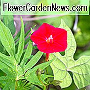 Ipomoea × sloteri, kardinaalsklimmer, Ipomoea x multifida, Quamoclit multifida, Quamoclit sloteri, jaarlijkse wijnstok, rode bloemen,