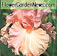 Iris 'Lotus Land', Hohe Schwertlilie 'Lotus Land', Iris Germanica 'Lotus Land', Schwertlilien, Schwertlilien, Rosa Schwertlilien, Pfirsichlilien