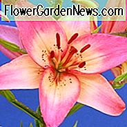 Lilium 'Rosellas Traum', Lilie 'Rosellas Traum', Asiatische Lilie 'Rosellas Traum', Sommerblüher, Frühsommerlilien, Rosa Lilien, Asiatische Lilien, Lilienblüten, Lilienblüten, Salmonellen