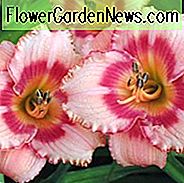 Hemerocallis 'Strawberry Candy', Taglilie 'Strawberry Candy', Taglilie 'Strawberry Candy', 'Erdbeer Candy Daylily, Reblooming Daylily, Taglilien, Daylily, Taglilien, rosa Blüten, rosa Taglilie, rosa Taglilie, Hemerocallidaceae, Staude, Pflanze
