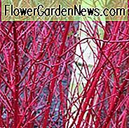 Cornus Alba, Tatarischer Hartriegel 'Sibirica', Rotbarsch Hartriegel 'Sibirica', Weißer Hartriegel 'Sibirica', Sibirischer Hartriegel 'Sibirica', Laubgehölze, Laub, Herbstfarbe, Winterfarbe, Strauch mit Beeren