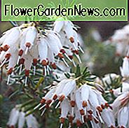 Erica Carnea 'Springwood White', Winter Heath 'Springwood White', Heather 'Springwood White', Snow Heath 'Springwood White', Spring Heath 'Springwood White', Alpine Heath 'Springwood White', White Heath, White Heather