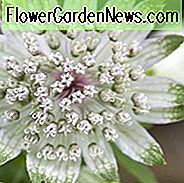 Astrantia Major 'Alba', Meisterwort 'Alba', Großes Meisterwort 'Alba', Melancoly Gentleman 'Alba', Hatties Nadelkissen 'Alba', Astrantia 'Alba', Weiße Blumen