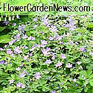 Geranie Sylvaticum 'Birch Lilac', Holz Cranesbill 'Birch Lilac', Waldgeranie, beste Geranien, beste Bodenbedeckungen, Purple Geranium, lila Cranesbill, Lilac Geranium, Lilac Cranesbill