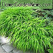Hakonechloa Macra, Hakone-Gras, japanisches Waldgras, Schattengräser, Teilschattengras, voller Schattengras, japanisches Gras