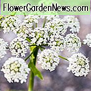 Anthriscus sylvestris, Kuh-Petersilie, Kuhkraut, Deil's Mahlzeit, Keck, Mock Kerbel, Obstgarten-Unkraut, Königin-Anne-Spitze, wilder Kümmel, wilder Kerbel, wilde Petersilie, weiße Blüten, mehrjährige Pflanzen, langanhaltende Blüten