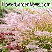Pennisetum Alopecuroides, Brunnen-Grasinformationen, Fuchsschwanz-Grasinformationen, Brunnen-Grasentwurfsideen, Fuchsschwanz-Grasentwurfsideen