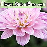 Dahlie 'Karma Prospero', 'Karma Prospero' Dahlie, Seerosen-Dahlien, Wasserlilien-Dahlien, Rosa Dahlien, Dahlienknollen, Dahlienknollen, Dahlienblüten, Dahlienblüten, Sommerzwiebeln