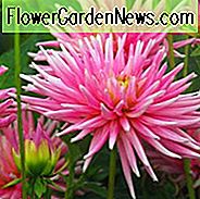 Dahlia 'Park Princess', 'Park Princess' Dahlie, Kaktus Dahlien, Dahlien für Borders, Dahlien für Container, Dahlien zum Schneiden, Pink Dahlien, Dahlia Knollen