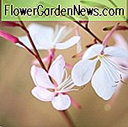 Gaura Lindheimeri 'Whirling Butterflies', Lindheimers Beeblossom 'Whirling Butterflies', Weiße Indianerfeder, Gaura 'Whirling Butterflies', trockentolerante Stauden, White Gaura, Weiße Blumen, Hirschtolerante Blumen