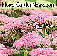 Sedum Herbstfreude, Sedum telephium 'Herbstfreude', Sedum 'Herbstfreude', Fetthenne 'Herbstfreude', Sedum 'Herbstfreude', Hylotelephium Spectabile 'Indianerhäuptling', Sedum Spectabile 'Herbstfreude', Sedum Spectabile 'Herbstfreude', Sedum Spectabile 'Indian Chief', Sed