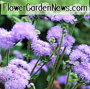 Floss Blume 'Blue Horizon', Ageratum Houstonianum 'Blue Horizon', Ageratum Blue Horizon, Blaue Blumen, Blue Einjährigen