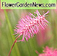 Sanguisorba Obtusa, Burnet, japanischer Burnet, japanischer Bottlebrush, mehrjÀhrige Pflanze, Laubpflanze