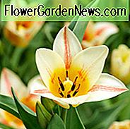 Tulipa 'Quebec', Tulpe 'Quebec', Greigii Tulpe 'Quebec', Greigii Tulpen, Frühlingszwiebeln, Frühlingsblumen, Tulipe Quebec, zweifarbige Tulpen