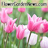 Tulipa China Pink, Tulip
