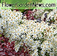 Olearia x scilloniensis, Daisy Bush, vita blommor, vintergröna buskar, doftande blommor