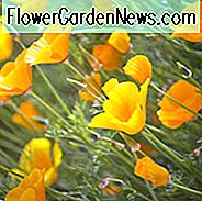 Eschscholzia Californica, Californië Poppy, Golden Poppy, California Sunlight, Gold Cup, Golden Cup, California Poppies, Yellow flowers