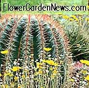 Ferocactus pilosus, Mexicaanse kalkcactus, vuurvat, Mexicaanse vuurvatcactus, Ferocactus stainesii, Ferocactus piliferus, Ferocactus pilosus var. steinesii, Ferocactus pringlei, Echinocactus pilosus var. steinesii, Echinocactus piliferus, Echinocactus pilosus, Echinocactus pringlei