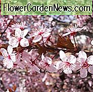 Prunus cerasifera 'Nigra', Schwarze Kirschpflaume, Prunus 'Blaze', Prunus 'Pissardii Nigra', Blütenbaum, rosa Blüten, rosa Prunus