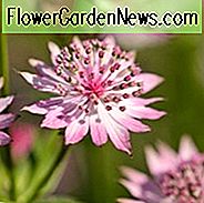 Astrantia Major 'Roma', Masterwort 'Roma', Great Masterwort 'Roma', Melancoly Gentleman 'Roma', Hattie's Speldenkussen 'Roma', zomerse vaste plant, roze bloemen