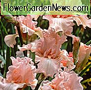 Iris Beverly Sills groeiende informatie, baardiris Beverly Sills groeiende informatie, Iris Germanica Beverly Sills, Pink irissen, Award Irissen