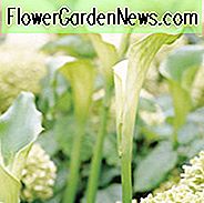 Zantedeschia 'Green Goddess', Calla Lily 'Green Goddess', Arum Lily 'Green Goddess', Calla Lilies, Arum Lilies, Zantedeschia care, Zantedeschia aethiopica, white calla lelies, cream calla lelies