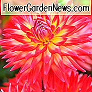 Dahlie 'Karma Bon Bini', 'Karma Bon Bini' Dahlie, Kaktus Dahlien, Bicolor Dahlia Blumen, Orange Dahlien, Dahlia Knollen, Dahlien Zwiebeln, Dahlien, Dahlien, Sommerzwiebeln