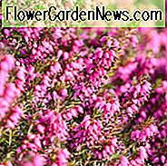 Erica Carnea 'Myretoun Ruby', Winter Heide 'Myretoun Ruby', Heather 'Myretoun Ruby', Snow Heath 'Myretoun Ruby', Spring Heath 'Myretoun Ruby', Alpine Heath 'Myretoun Ruby'