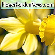 Narzissen-Februar-Gold, Narzissen-Februar-Gold, Narzisse 'Februar-Gold', Cyclineus-Narzisse 'Februar-Gold', Miniaturnarzisse, Frühlings-Birnen, Frühlings-Blumen, Miniaturnarzissen, frühe Frühlingsnarzisse, gelbe Narzisse, gelbe Frühlingsblumen