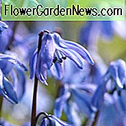 Scilla Siberica, sibirische Meerzwiebel, Frühlings-Schönheit, Birnen-Design, Frühlings-Birnen, frühe Frühlingsblumen, mittlere Frühlingsblumen, blaue Blumen im Frühjahr