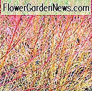 Cornus Sanguinea 'Midwinter Fire', Bloodtwig Hartriegel 'Midwinter Fire', Europäischer Hartriegel 'Midwinter Fire', Hartriegel 'Midwinter Fire', Laubgehölze, Laub, Herbstfarbe, Winterfarbe