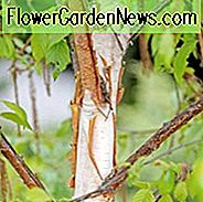 Betula 'Fascination', Birke 'Fascination', Betula utilis 'Fascination', Betula albosinensis 'Fascination', Baum mit Herbstfarbe, Herbstfarbe, Attraktiver Rindenbaum, Chinesische Weiße Birke