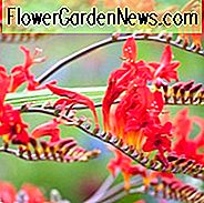 Crocosmia Lucifer, Montbretia Lucifer, Crocosmia Crocosmiiflora Luzifer, Coppertips Lucifer, Sternschnuppen Lucifer